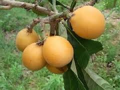 images images