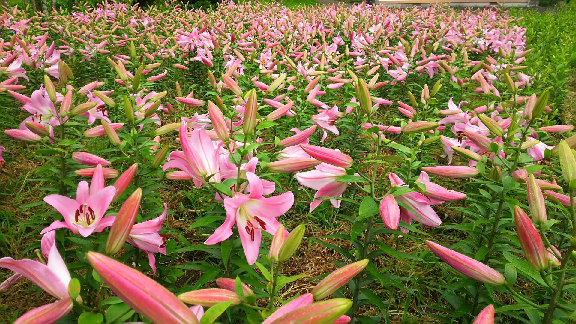 清澄ゆりの里で切花 満ちてくる心の宿 吉夢